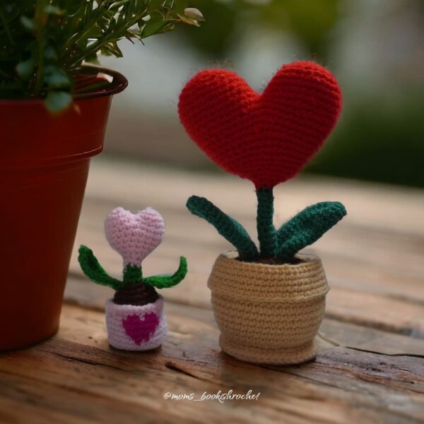 Small heart plant &Big heart plant