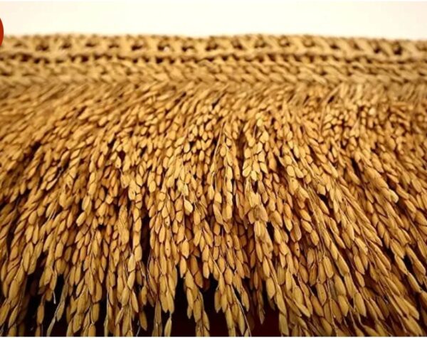 Paddy Rice Thoranam - Image 3